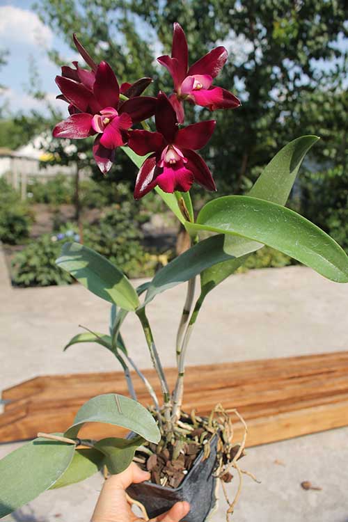 Cattlianthe Sagarik Wax 'Dark Africa'.jpg