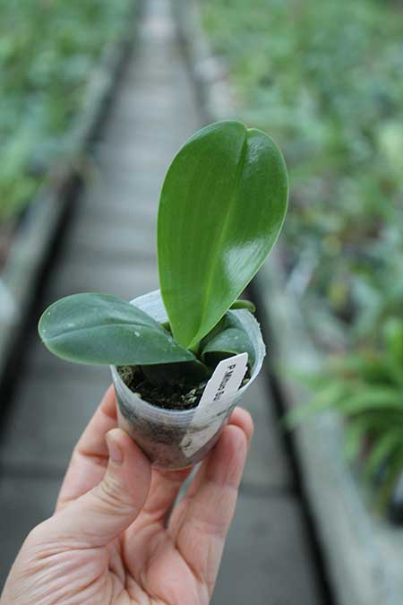 Phalaenopsis Mituo Sun.jpg
