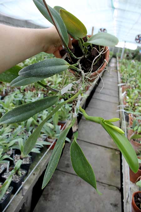 Cattleya warneri alba 'Alvinha' x Laelia praestans alba.jpg
