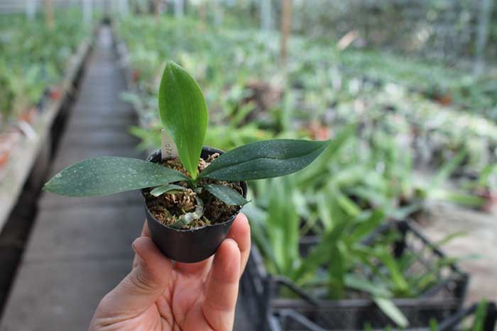 Phalaenopsis lobbii var orange.jpg