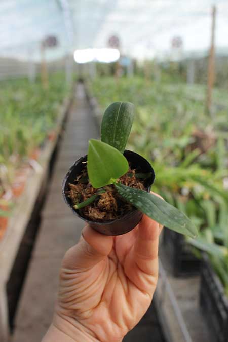 Phalaenopsis lobbii 'Vietnam' x lobbii var orange.jpg