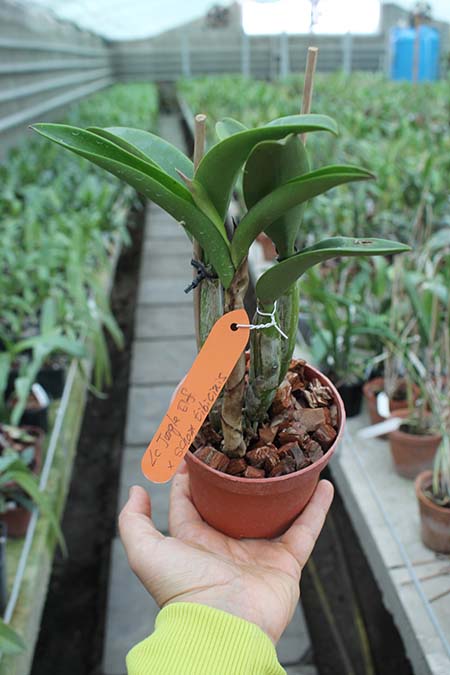 Laeliocattleya Jungle Elf x Schomburgkia tibicinis.jpg