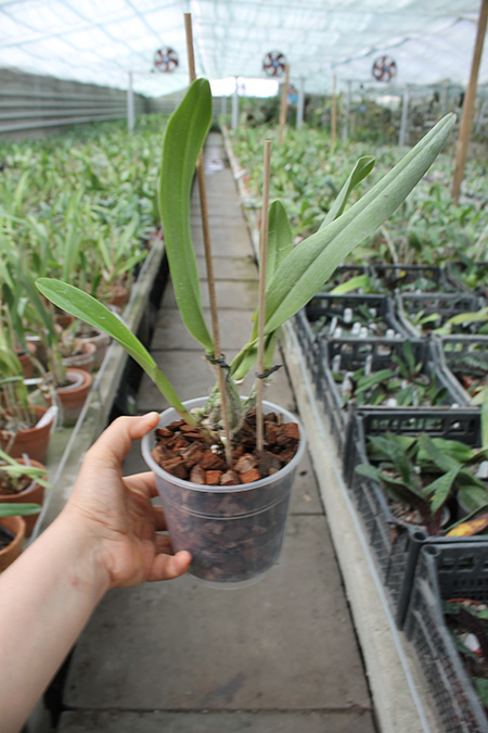 Ballet Folclorico.jpg