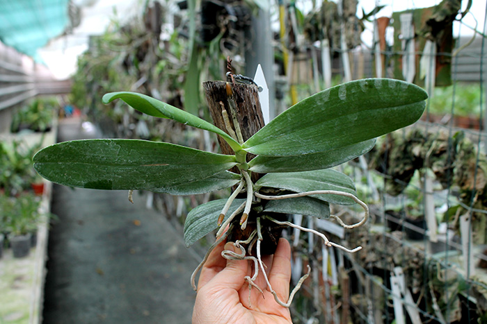 Aerangis stylosa.jpg