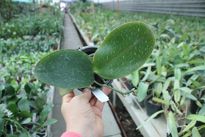 Phalaenopsis (Sogo Pride x Diamond Beauty) x Ld's Bear Queen.jpg