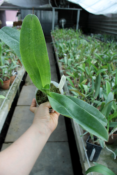 Paphiopedilum Hung Sheng Eagle x sanderianum.jpg