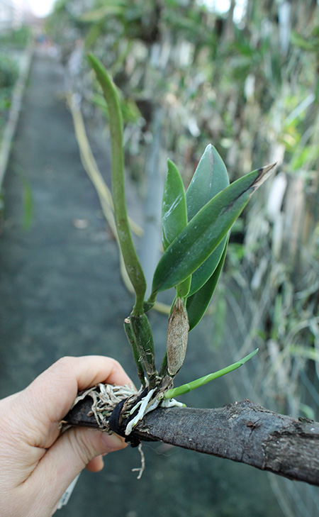 Sophrocattleya Candy Ball.jpg
