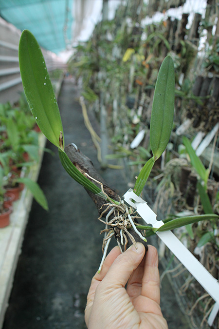 Cattleya luteola aurea 'Ouro' x SELF.jpg
