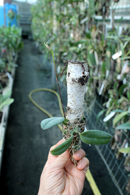 Bulbophyllum plumatum.jpg