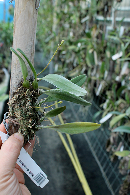 Bulbophyllum electrinum var calvum.jpg