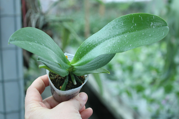 Phalaenopsis Chienlung Black Parrot x javanica.jpg