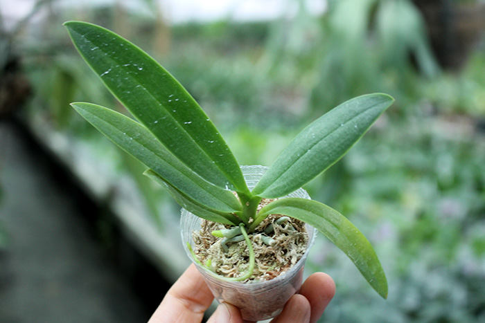 Phalaenopsis Tying Shin Blue Jay x Bacchus.jpg