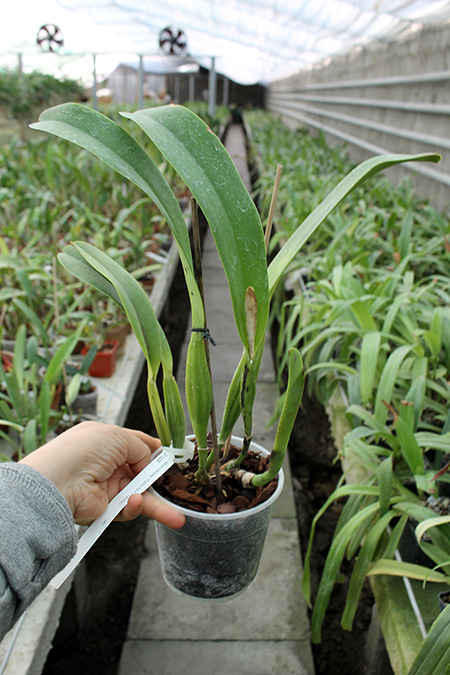 Cattleya trianae caerulea 'Pedra Azul' x trianae caerulea 'Camila'.jpg