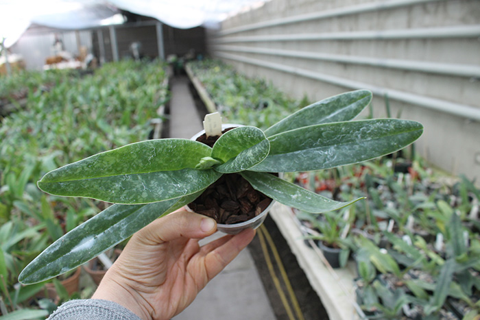 Paphiopedilum concolor 'Yellow Round'.jpg