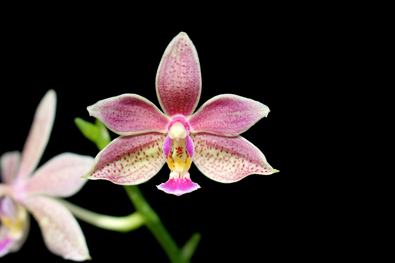 Phalaenopsis mannii black x schilleriana.jpg