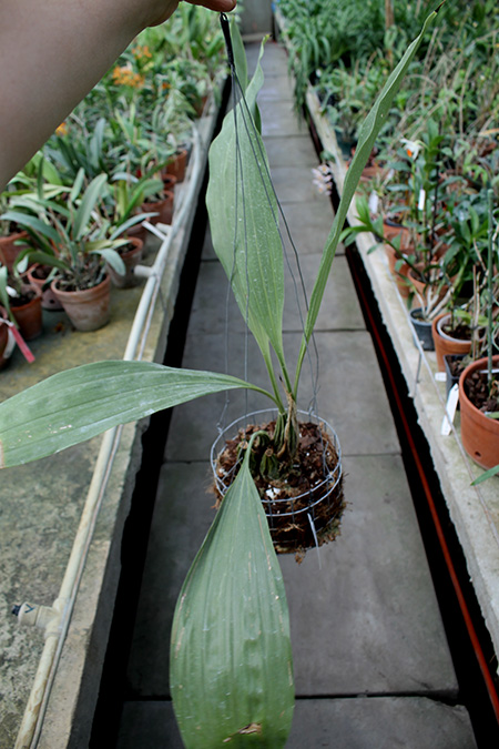 Gongora scaphephorus.jpg