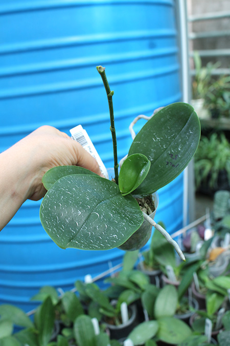 Phalaenopsis (Mituo Sun x Mituo Venosa ) 'Mituo #1'.jpg