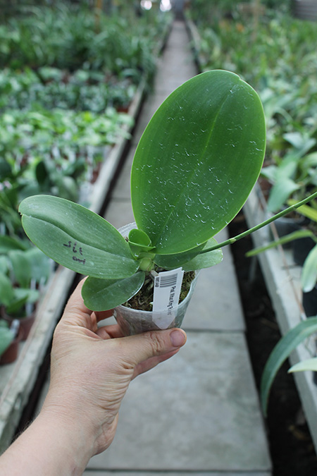 Phalaenopsis Mituo King 'Round'.jpg