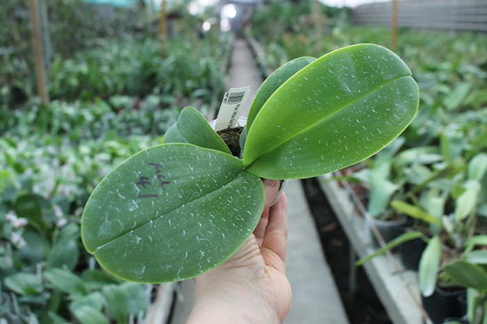 Phalaenopsis Mituo Sun Queen 'Lotus'.jpg