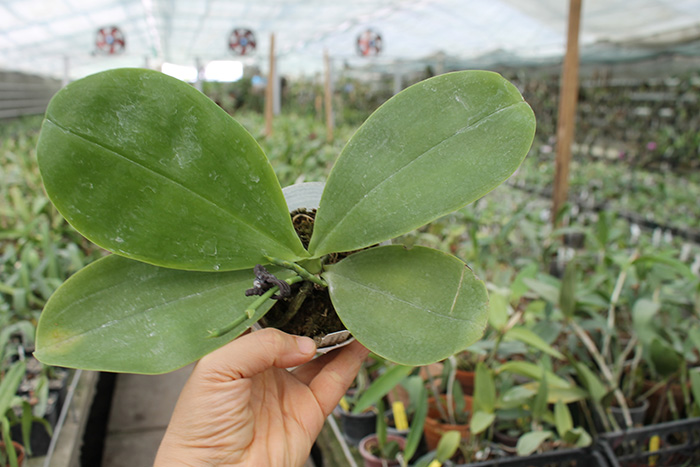 Phalaenopsis Hannover Parrion x Zheng Min Tyrannosaurus.jpg