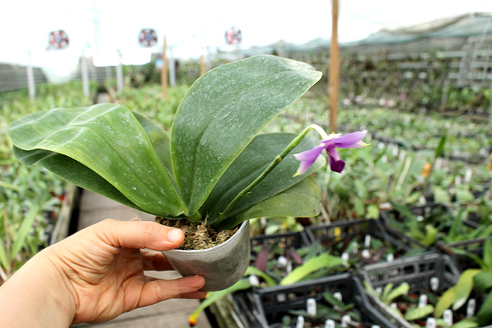 Phalaenopsis violacea indigo x (violacea x Su-An Super Star).jpg