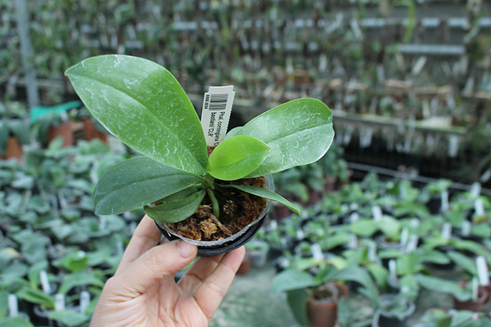 Phalaenopsis corningiana 'Chienlung' x bastianii 'CLR'.jpg