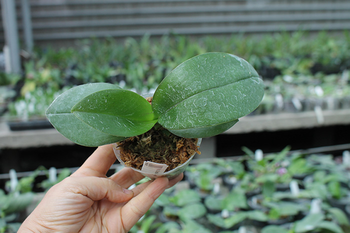 Phalaenopsis Chienlung Moon Lover.jpg