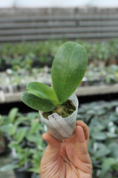 Phalaenopsis Yungho Gelblitz x violacea indigo.jpg