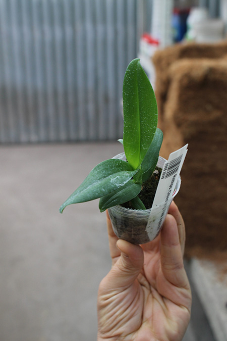 Renanthopsis Chienlung Pink Squirrel.jpg