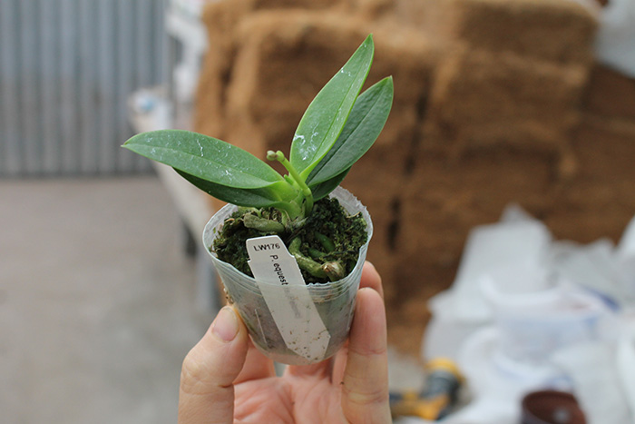 Phalaenopsis equestris peloric 'Joseph Wu'.jpg