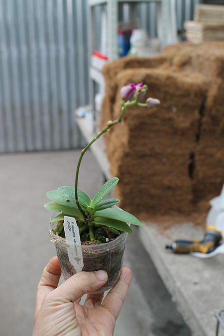 Phalaenopsis equestris var leacopsis 'Anne'.jpg