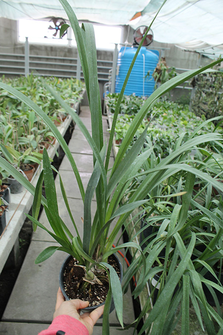 Cymbidium Kiwi Midnight.jpg