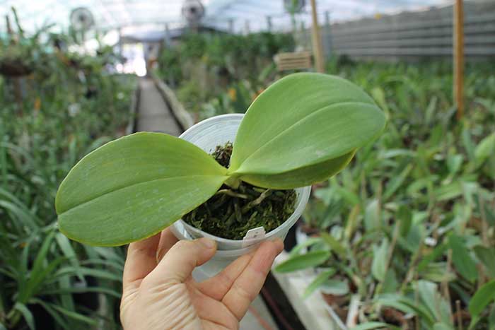 Phalaenopsis Joy Spring Tina 'Anaconda'.jpg