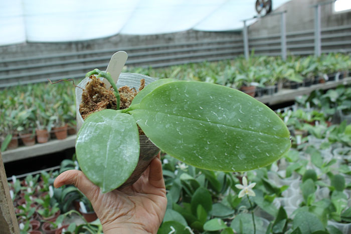 Phalaenopsis bellina alba.jpg