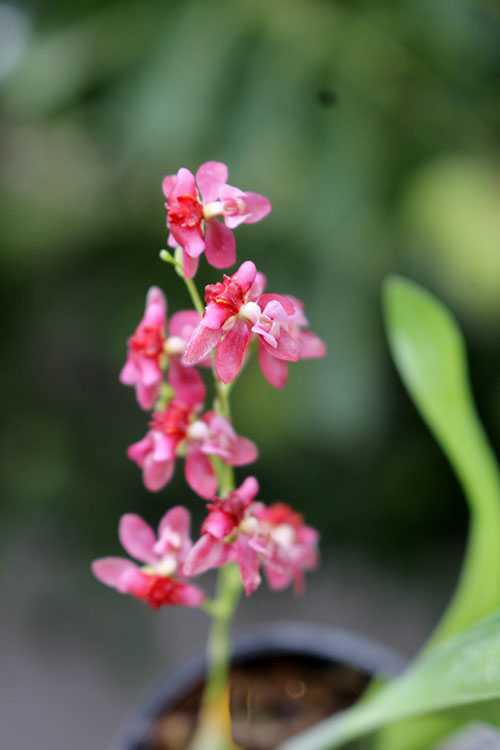 Oncidium Twinkle 'Red Fantasy'.jpg