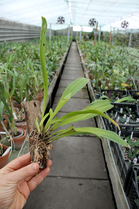 Dracula cordobae.jpg