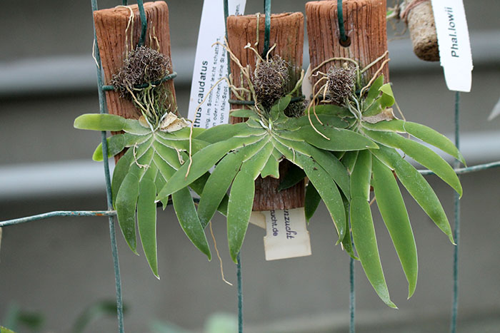 Ornithocephalus cochleariformis.jpg