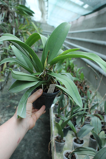 Oncidium Josephine x lanceanum.jpg