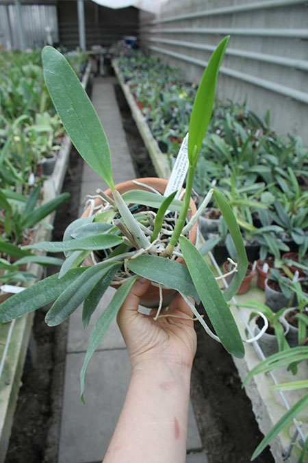 Laeliocattleya Cariad's Mini-Quinee 'Angel Kiss'.jpg