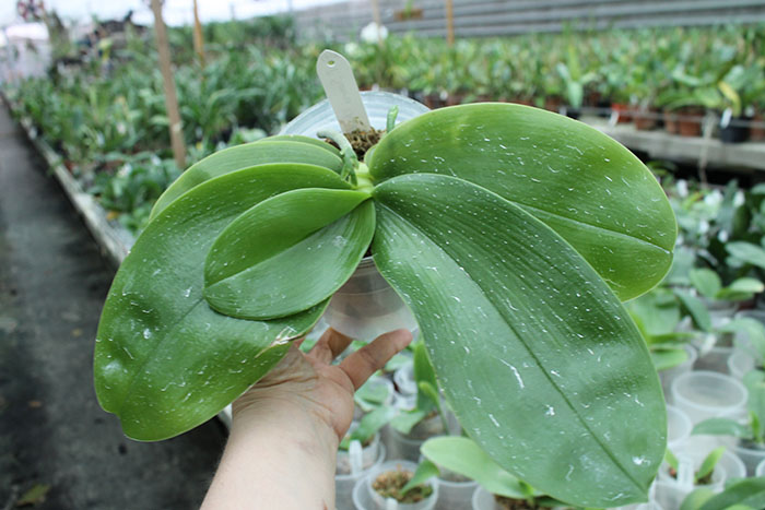 Phalaenopsis Samera Blue 'Chien Lung'.jpg