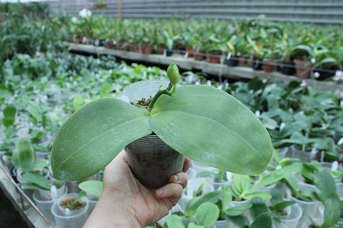 Phalaenopsis KS Happy Eagle 'CL Orange'.jpg