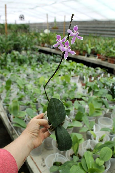 Phalaenopsis Venus.jpg