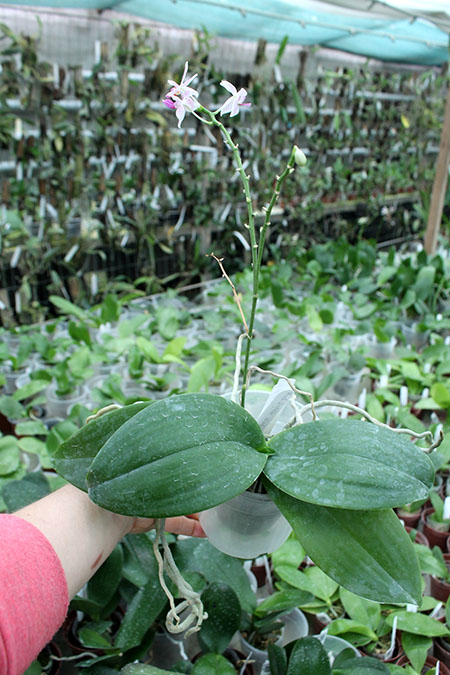 Phalaenopsis maculata x equestris.jpg