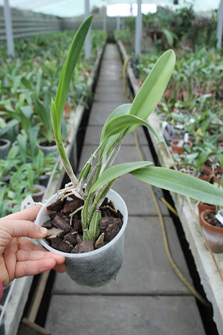Laelia anceps lineatha x Laelia anceps pelorica 'Roeblingiana'.jpg