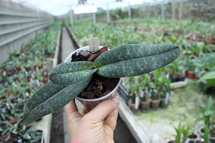 Paphiopedilum bellatulum.jpg