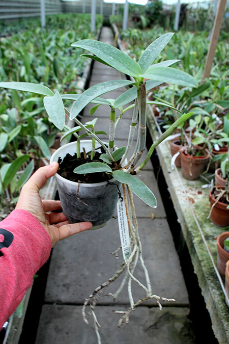 Cattleya intermedia sanguinea 'do Padre Vitus' x Cattleya intermedia flamea 'BF-96'.jpg