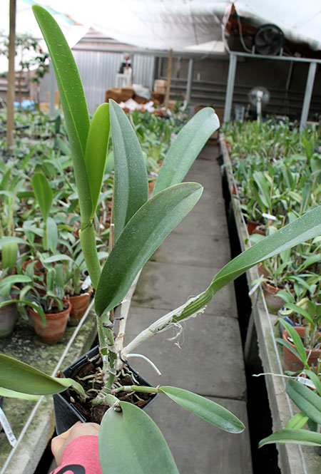 Rhyncholaeliocattleya Blanche Aisaka 'Yuki' (Brassolaeliocattleya Meditation x Laeliocattleya Stephen Oliver Fouraker).jpg