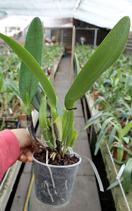 Cattleya gaskelliana coerulea 'Vista Linda' (Z-360) x Cattleya gaskelliana coerulea 'Boas Vista' (Z-360).jpg
