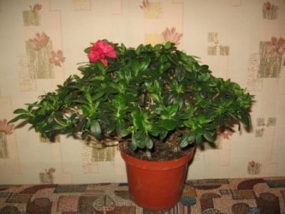 Моя вторая азалия