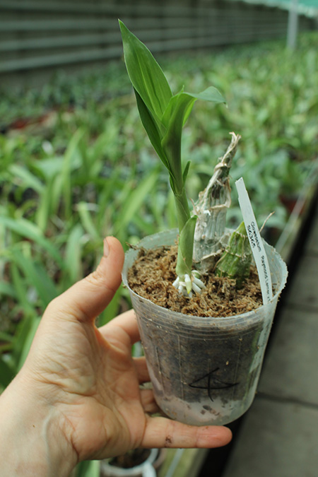 Clowesetum (Raymond Lerner x fuchsii) x Catasetum Orchidglade.jpg